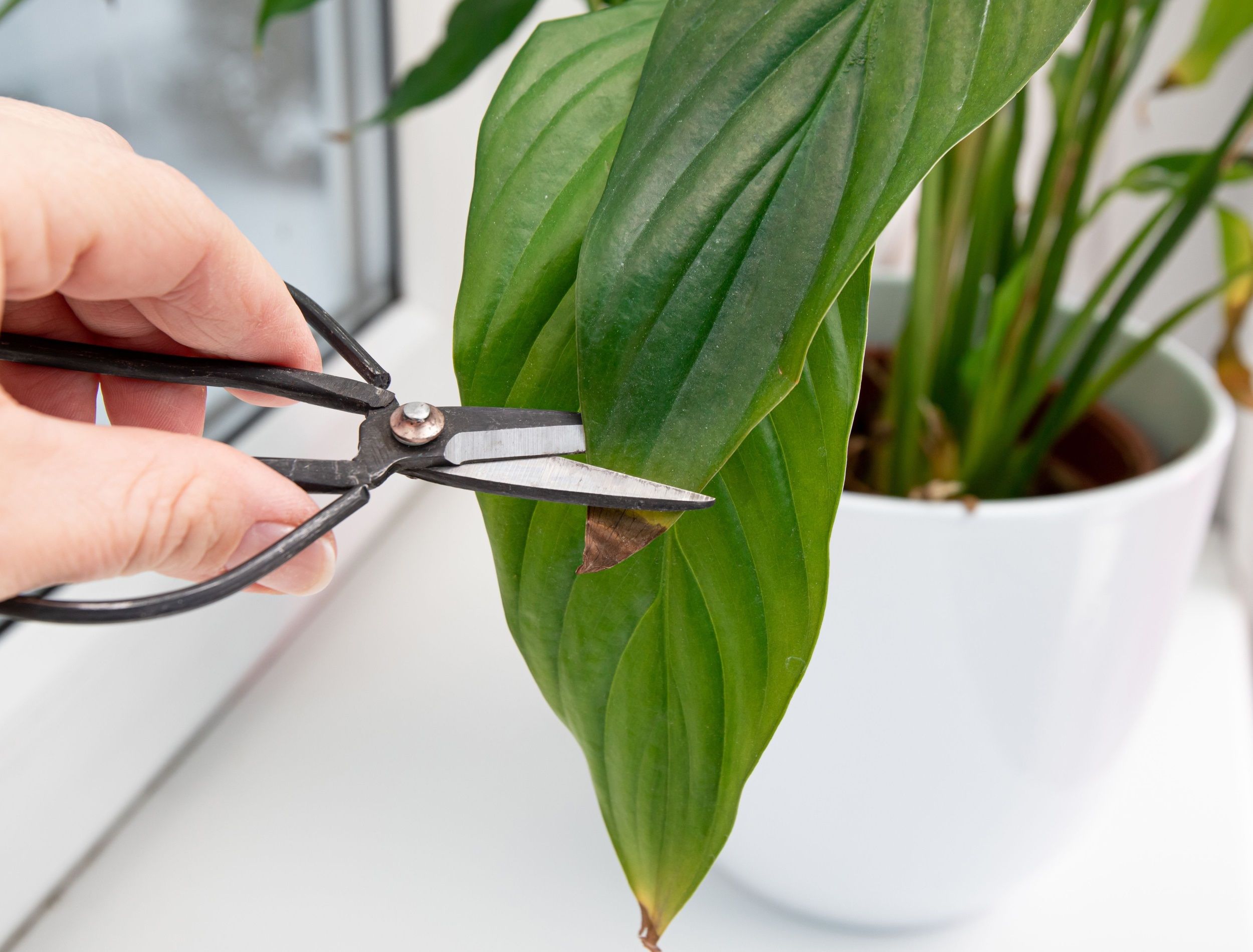 Person cut away houseplant Spathiphyllum commonly known as spath or peace lilies brown dead leaf tips. Leaf browning causes can be over watering, temperature extremes, lack of watering.