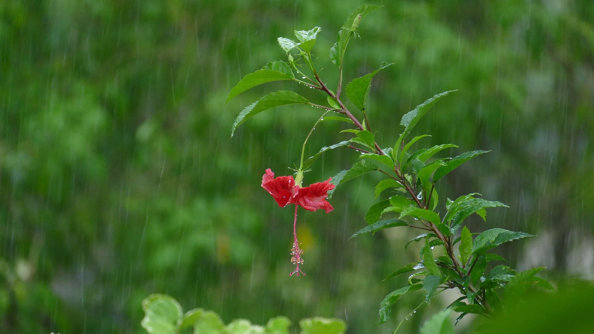 Raining on hibiscus