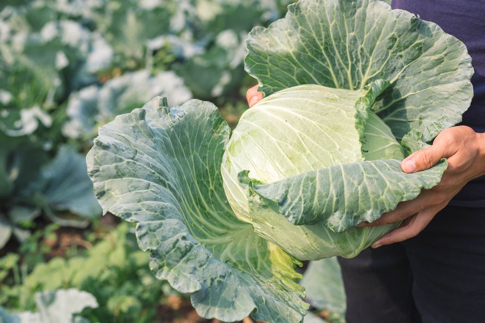 Harvesting cabbage