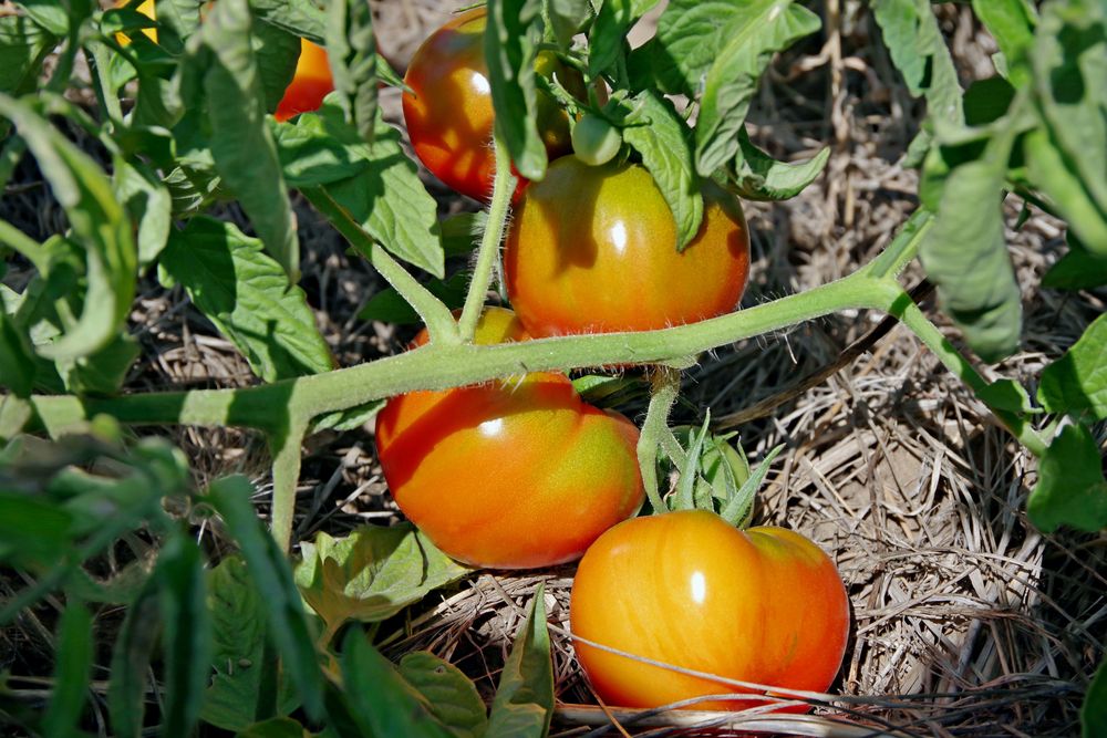 tomato in sunlight
