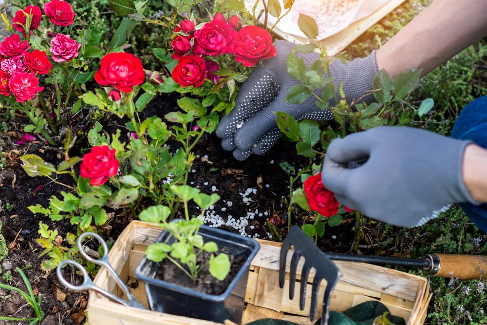 Woman hand in protective gloves is fertilizing bushes of red roses in the rockery