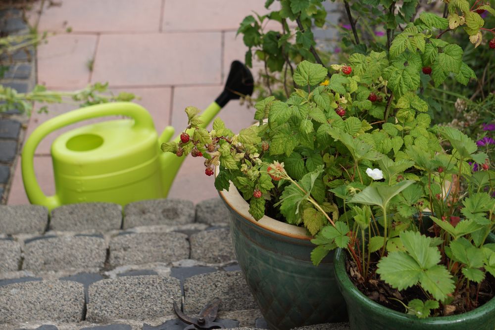 6 Tips For Growing Raspberries in Pots