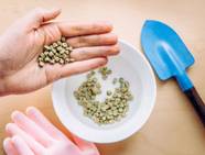 15 Seeds You Should Not Soak Before Planting