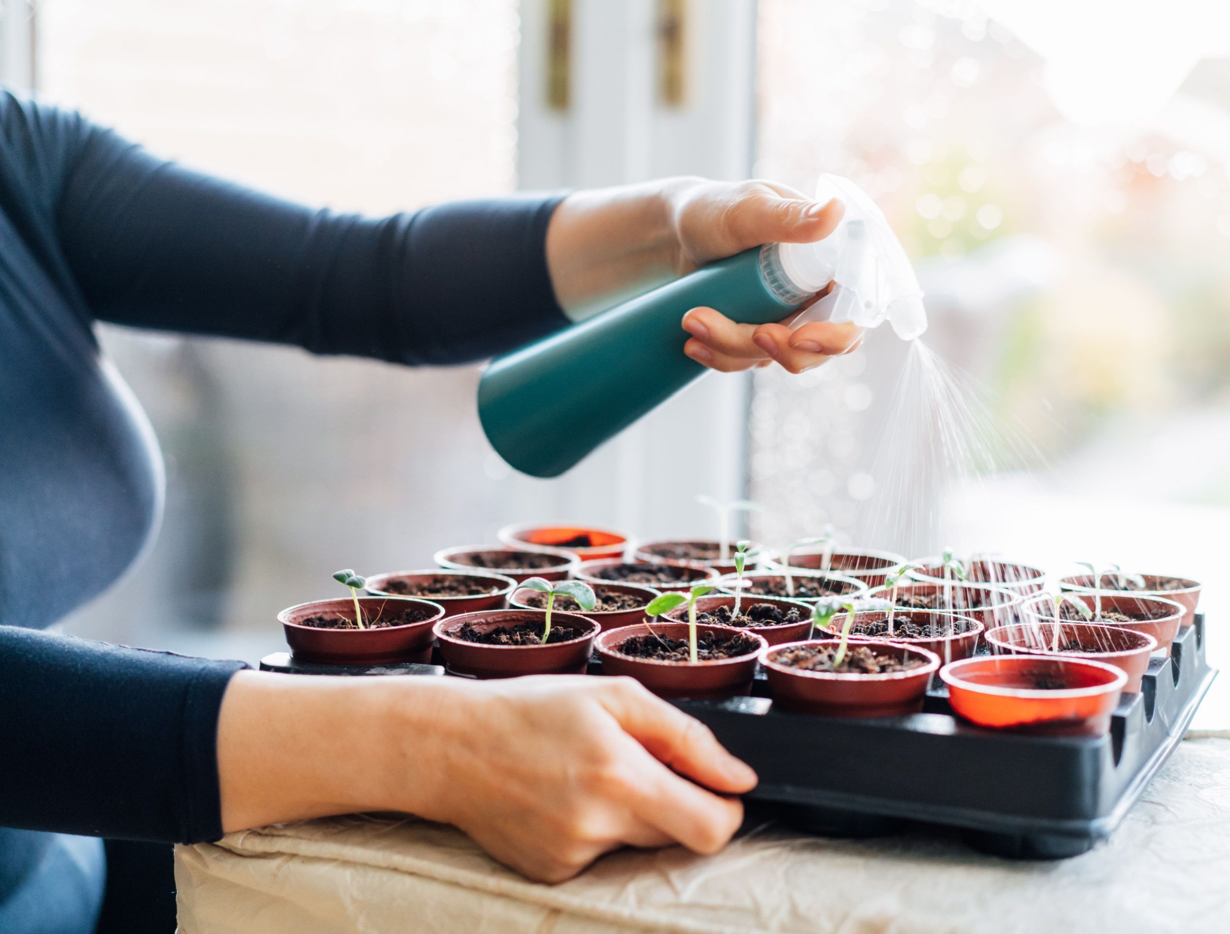 Woman watering, spraying plants sprouts growing from seeds in the small pots at home. Preparing for summer, new kitchen garden season. Sowing seeds. Soft selective focus, copy space
