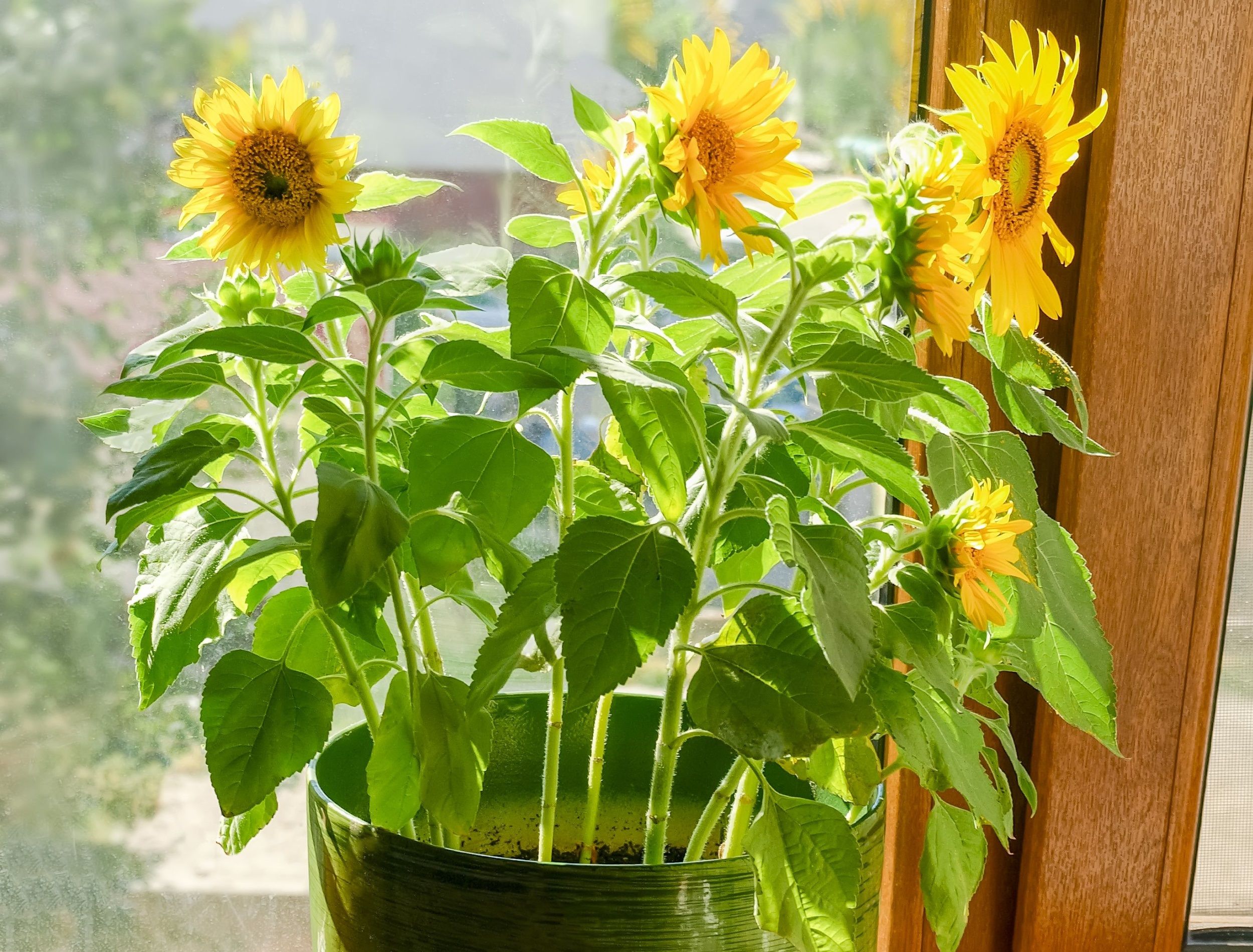 Decorative sunflowers growing in a dreen flower pot on a wooden window sill