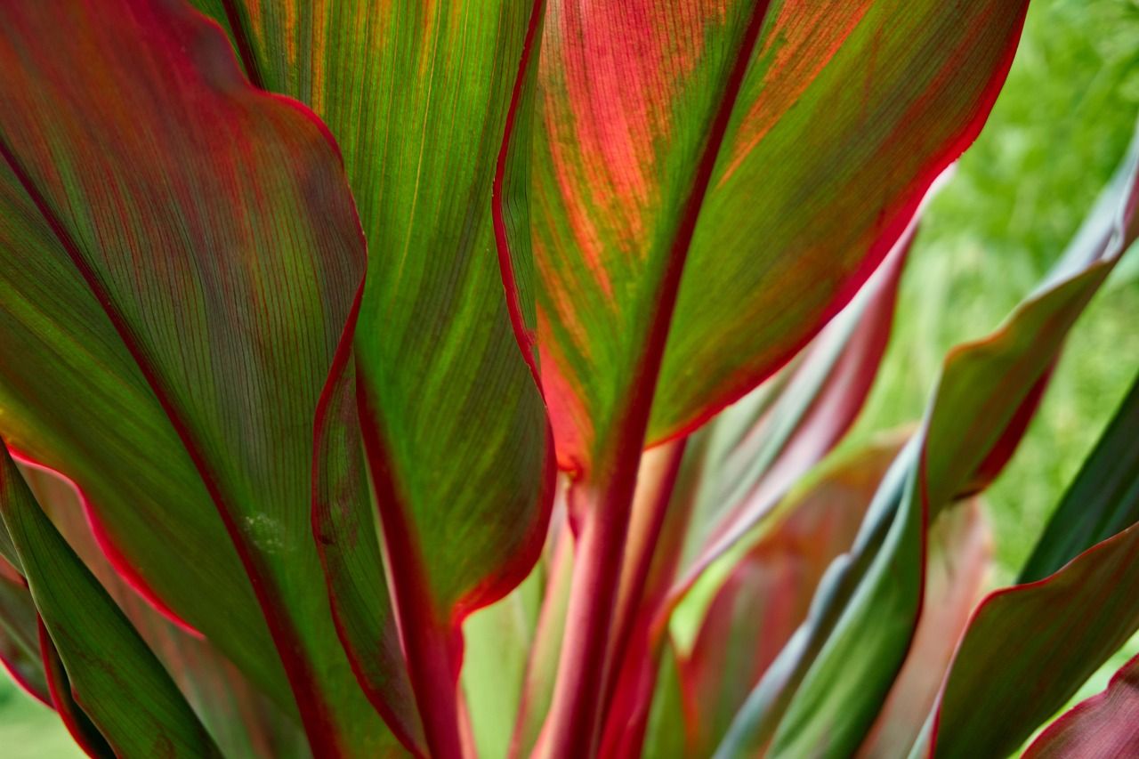 Red And Green Ti Plant