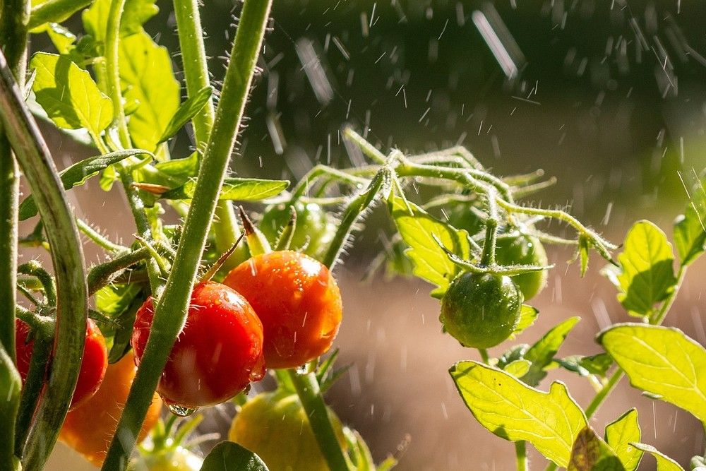 tomatoes in rainy weather