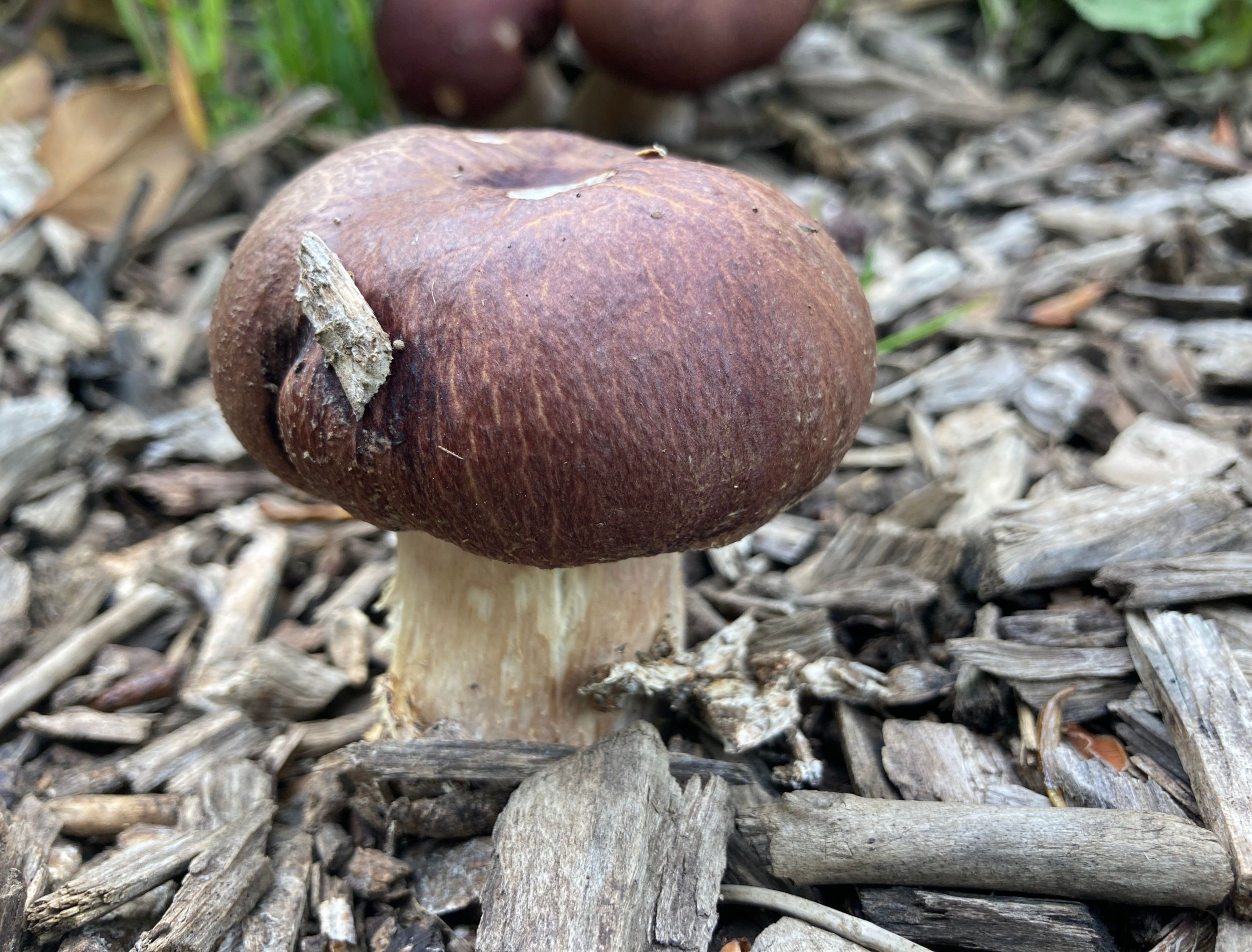 young burgundy mushroom growing on wood chips