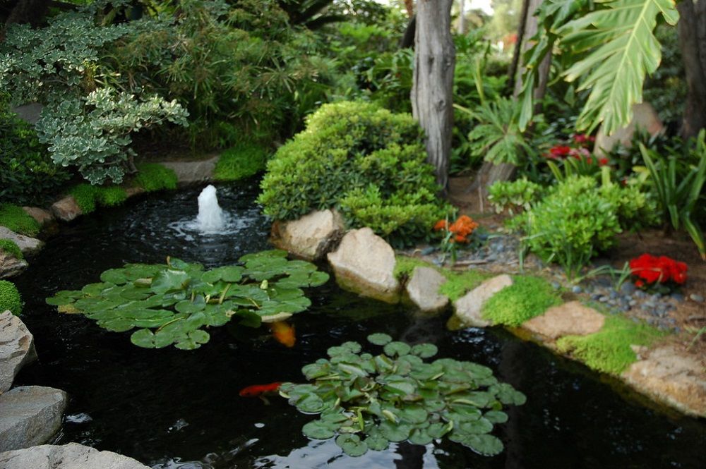 Water garden with koi pond