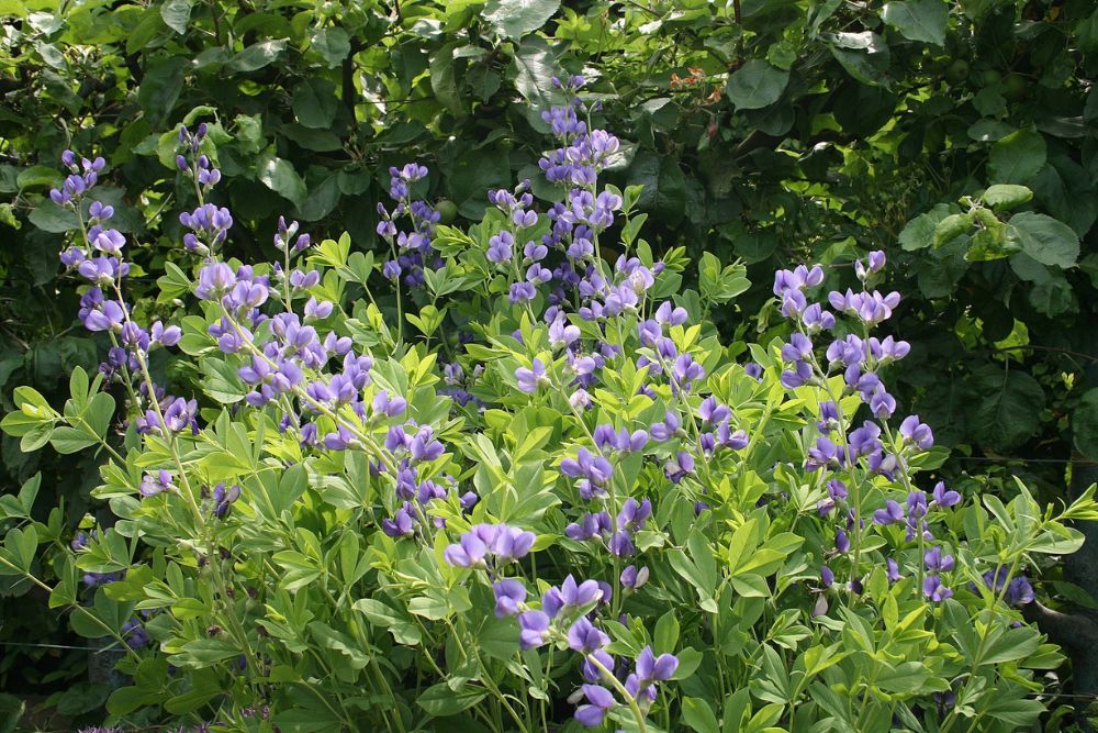 Baptisia Perennial Flowers That Are Underused 