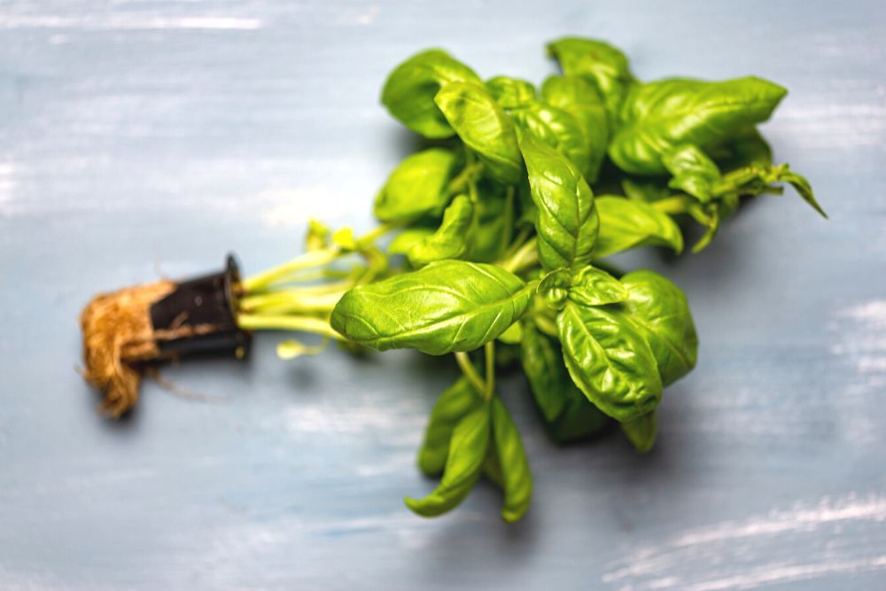 3 Common Basil Growing Problems