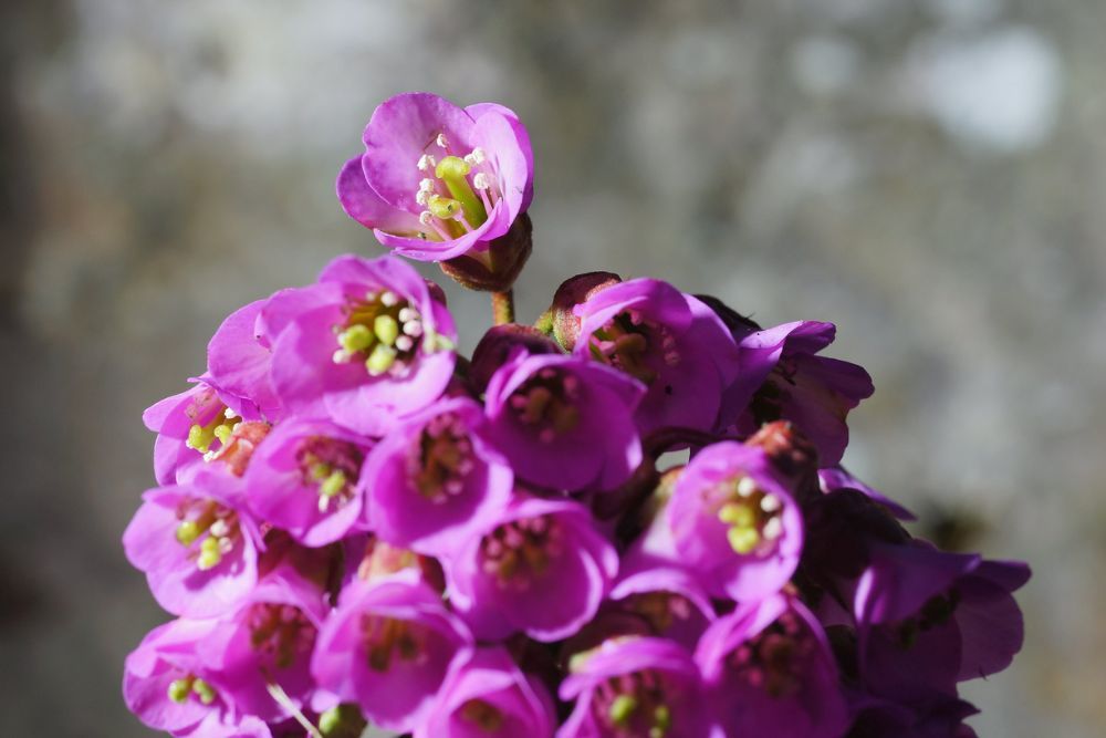 Bergenia flowers