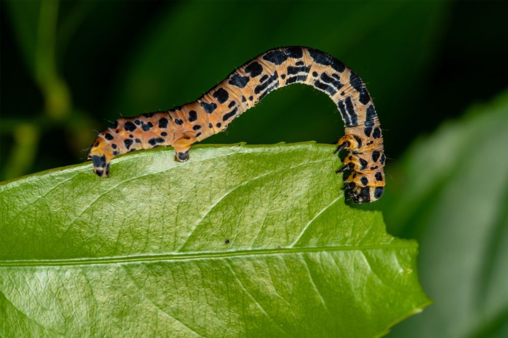 Caterpillar close-up
