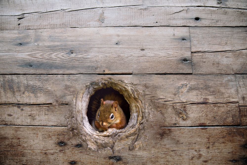 How to Keep Chipmunks Out of Your Garden