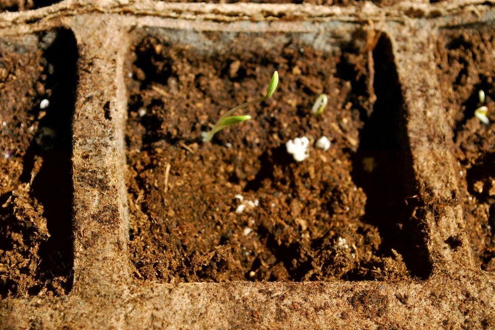 Cilantro Sprout in Soil