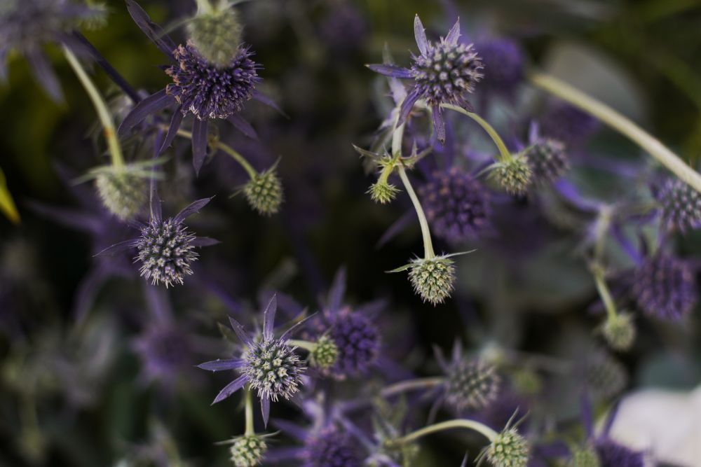 Close look at sea holly flowers