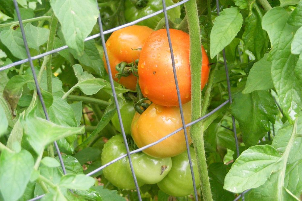 Early Girl Tomatoes That are Ripe