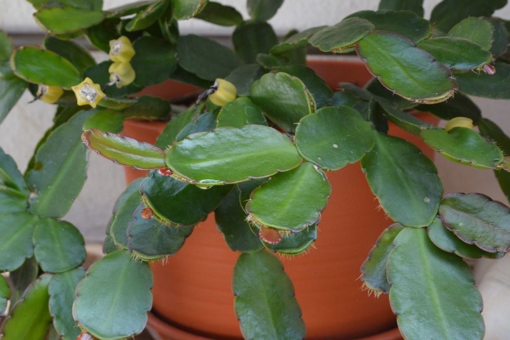 7 Common Problems With Your Easter Cactus