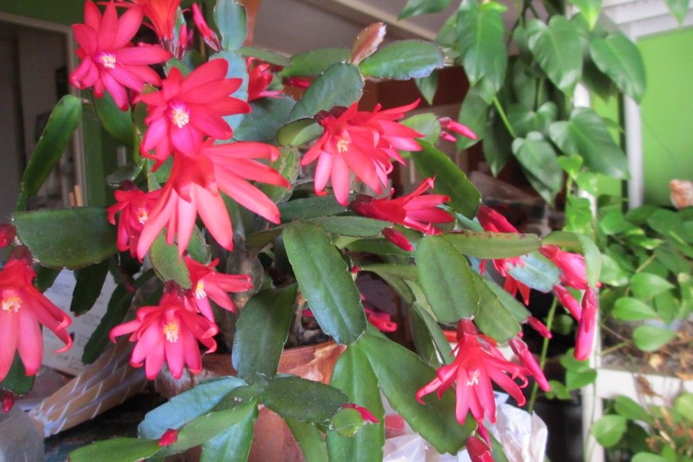 6 Tips For Caring For Your Easter Cactus