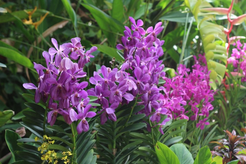 7 Tips on Growing Orchids Outdoors