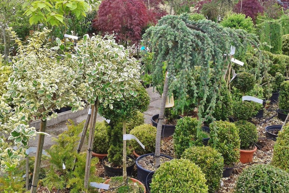 Different types of trees at a tree nursery