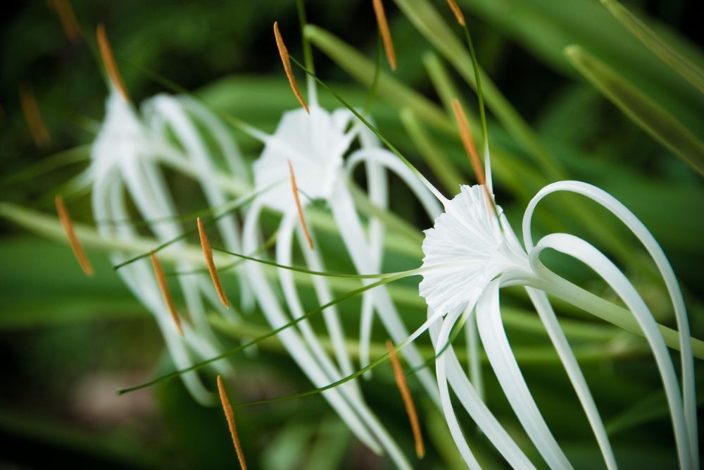 Flowering Spider Lily