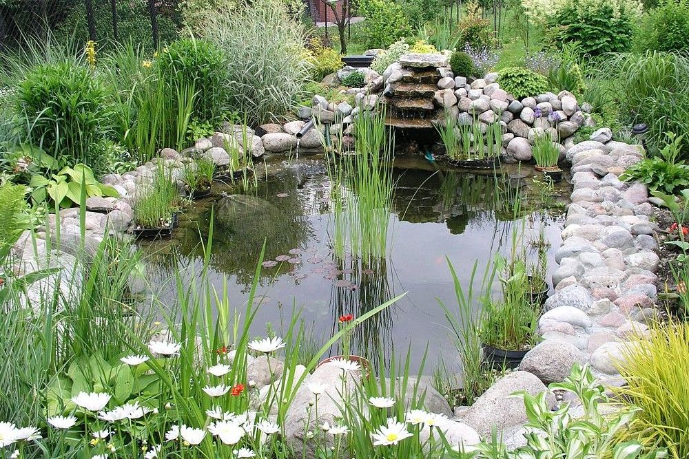 Garden pond surrounded by plants