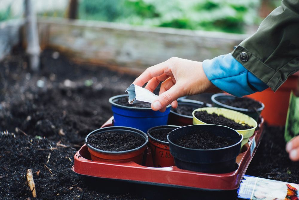 Gardener planting tomato seeds