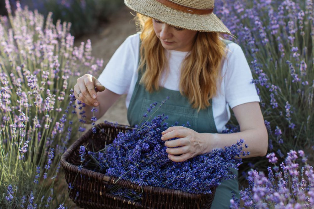Gardener with a basket of lavender