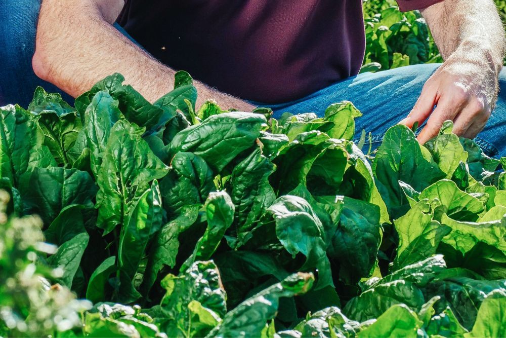 4 Benefits of Growing Spinach in Your Home Garden