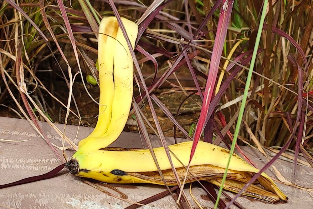 banana peels for soil