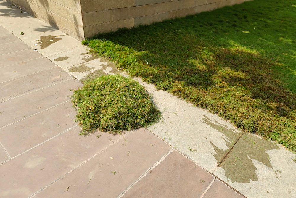 grass clippings