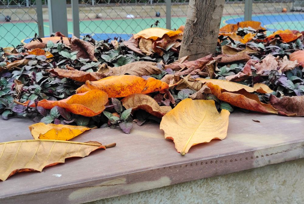 fallen leaves mulch