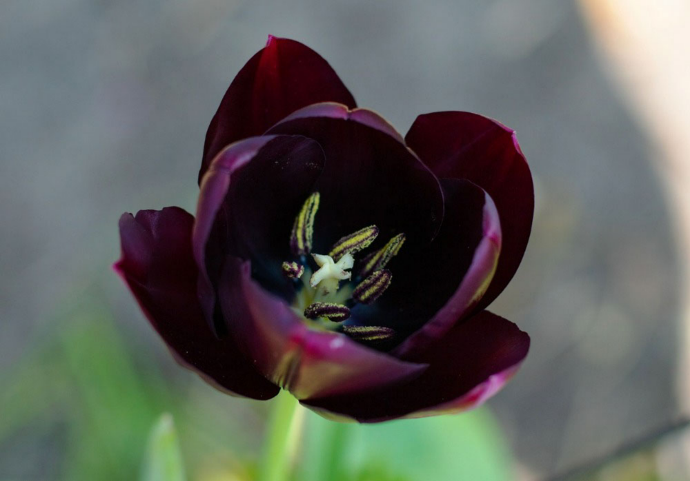 Queen of the Night Black Tulip