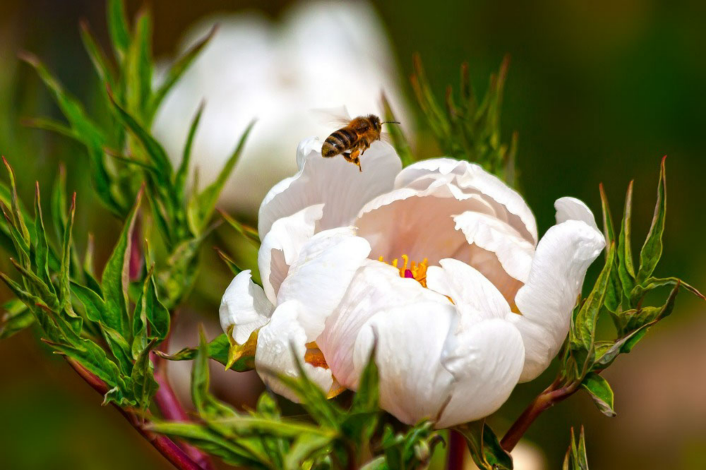 7 Benefits of Growing Peonies in Your Home Garden