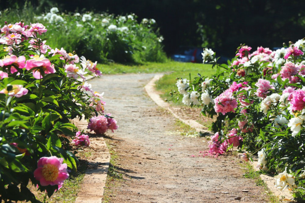 7 Benefits of Growing Peonies in Your Home Garden