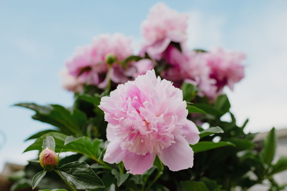 When Do Peonies Bloom?