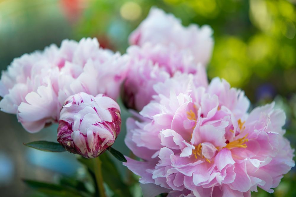 Pink peony blossoms in a sunny garden