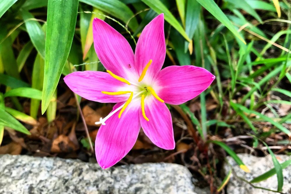 Pink zephyr lily