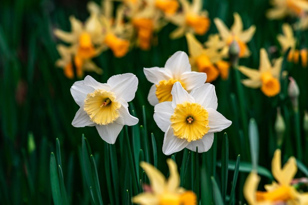 vibrant Daffodils growing in a garden