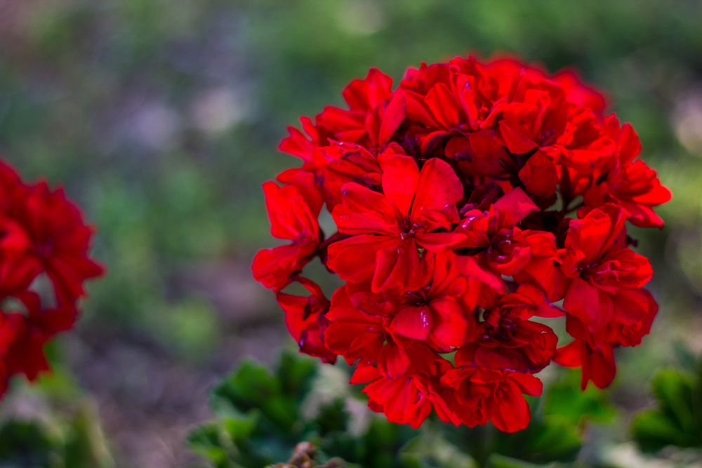 Why You Should Use Epsom Salt for Your Hydrangeas