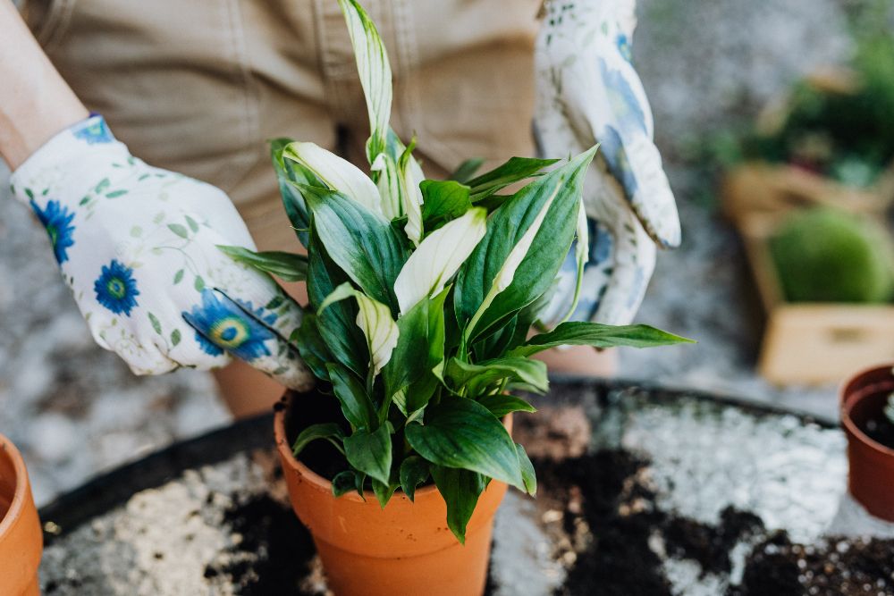 Repotting peace lily plant