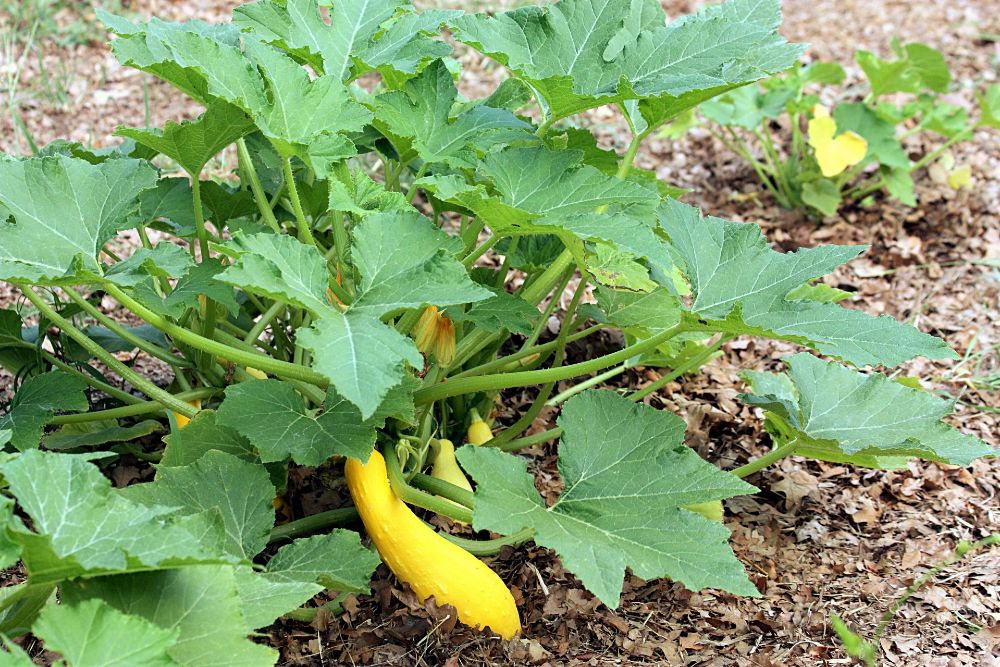 Winter Squash vs. Summer Squash What's the Difference?