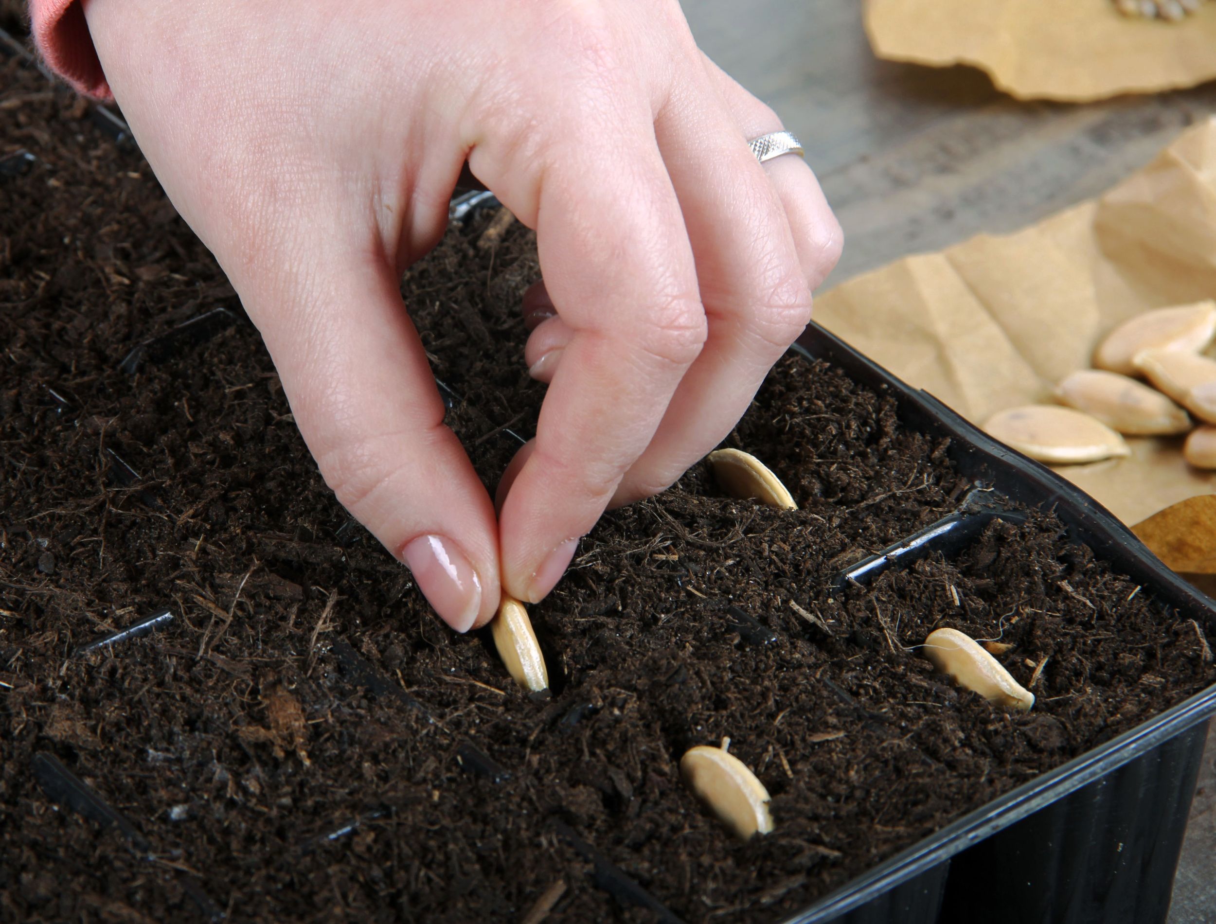 close up of hand planting squash seeds germinating