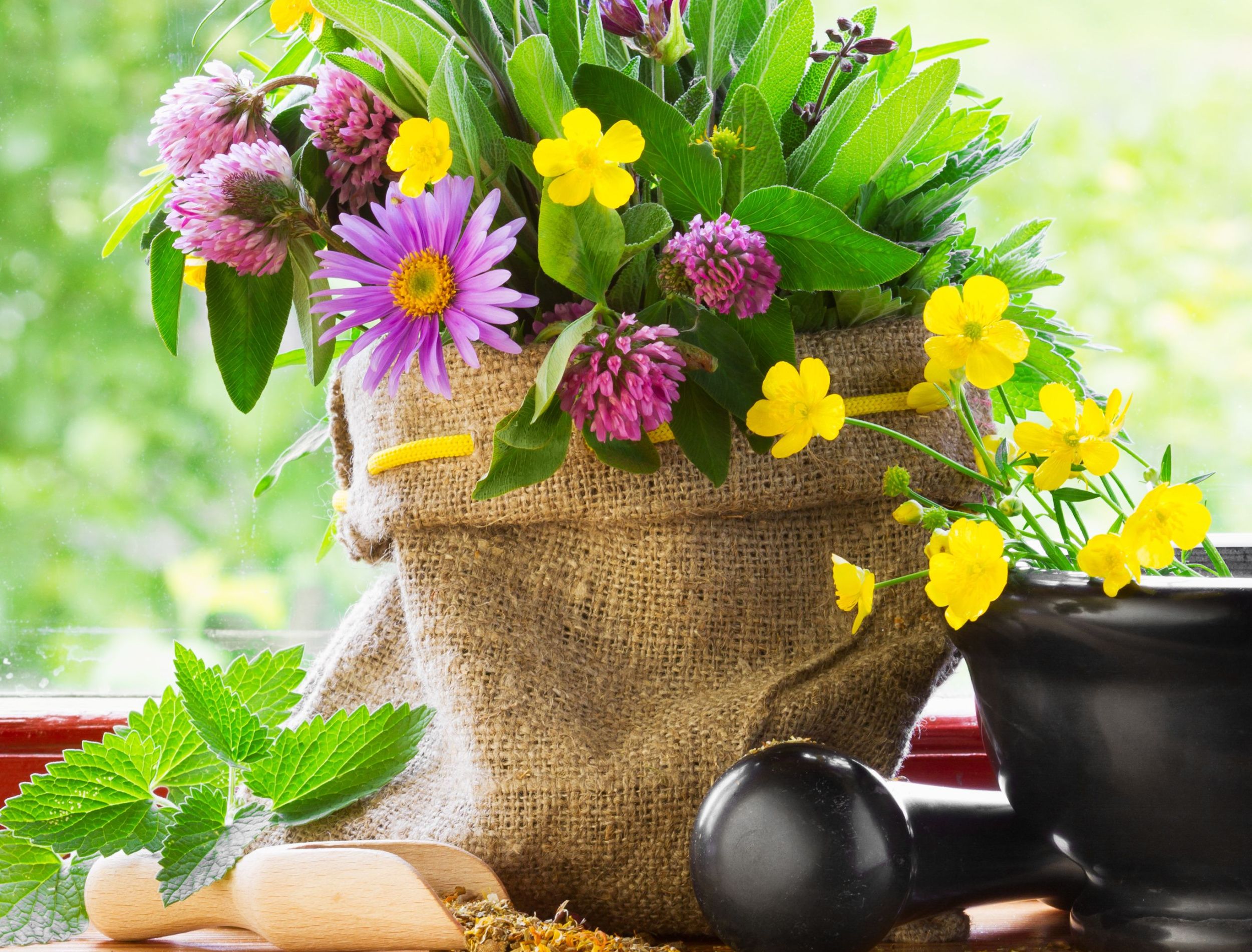 6 Healing Plants You Need In Your Home 6 Healing Plants You Need In Your Home