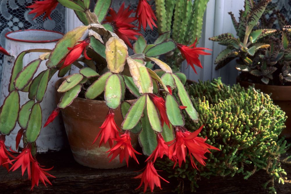 How Often You Should Water Your Easter Cactus