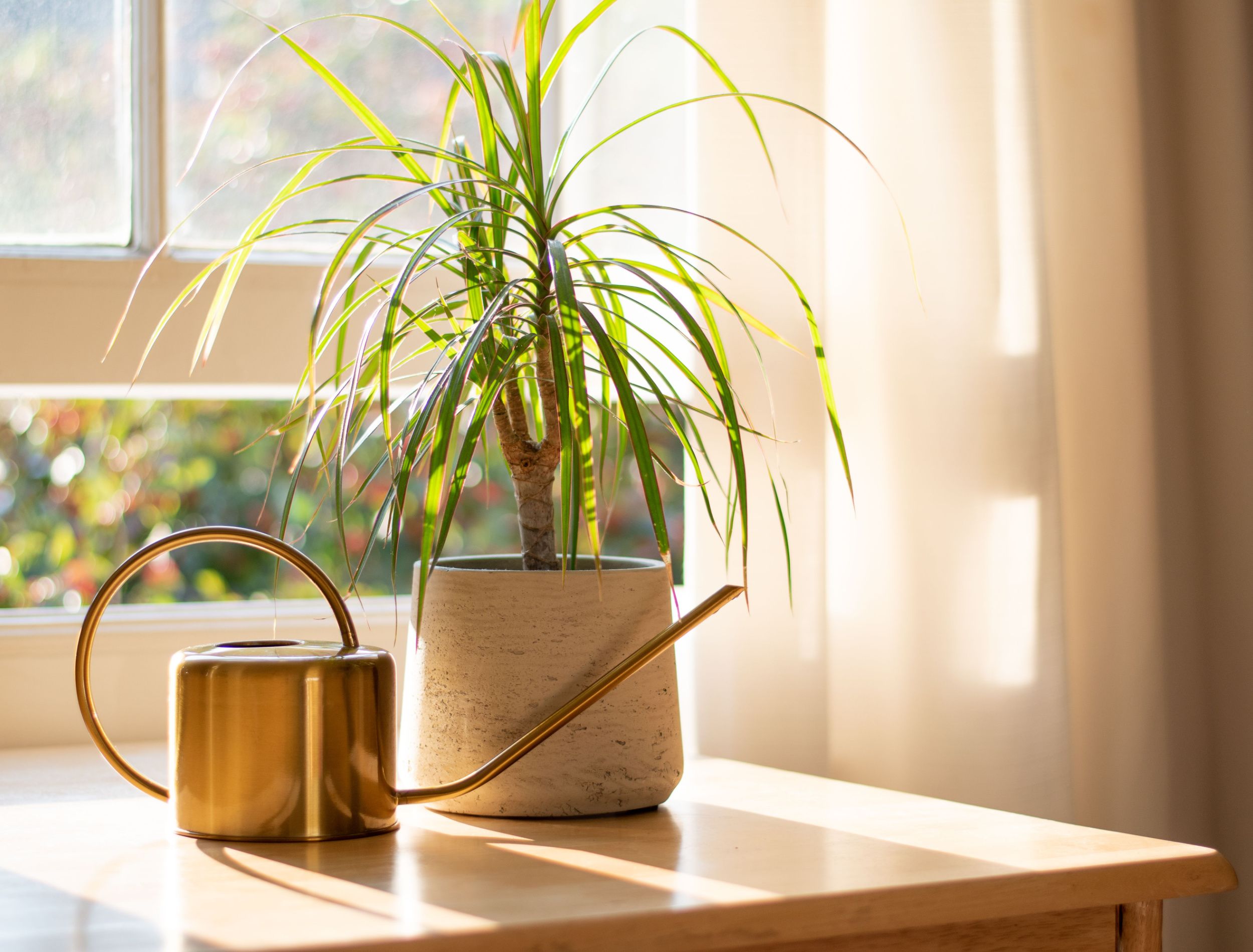 Indirect vs Direct Sunlight What's the Difference?