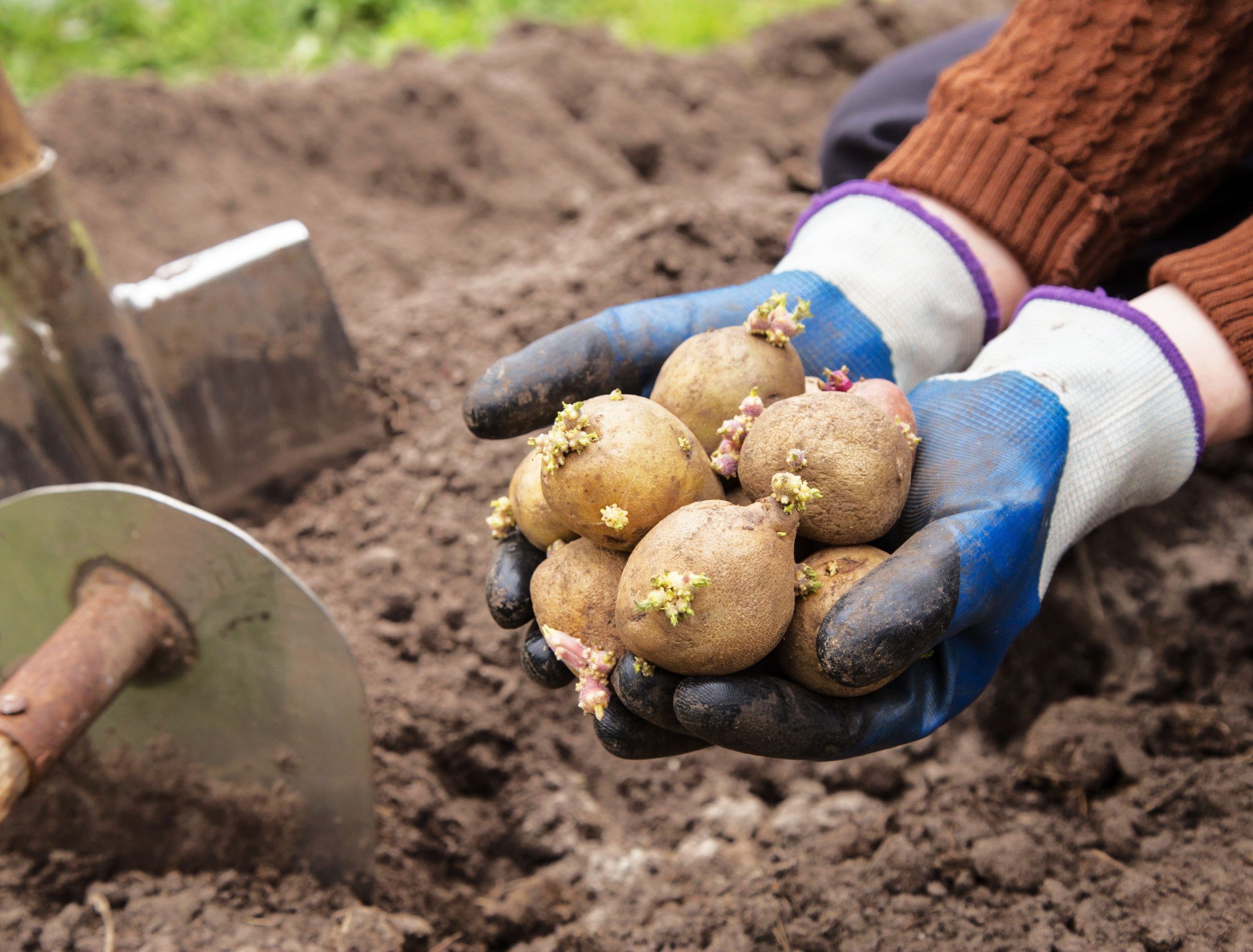 Farmer hands with seed sprouts potatoes in soil in garden. Growing organic vegetables, agriculture. Sowing potato