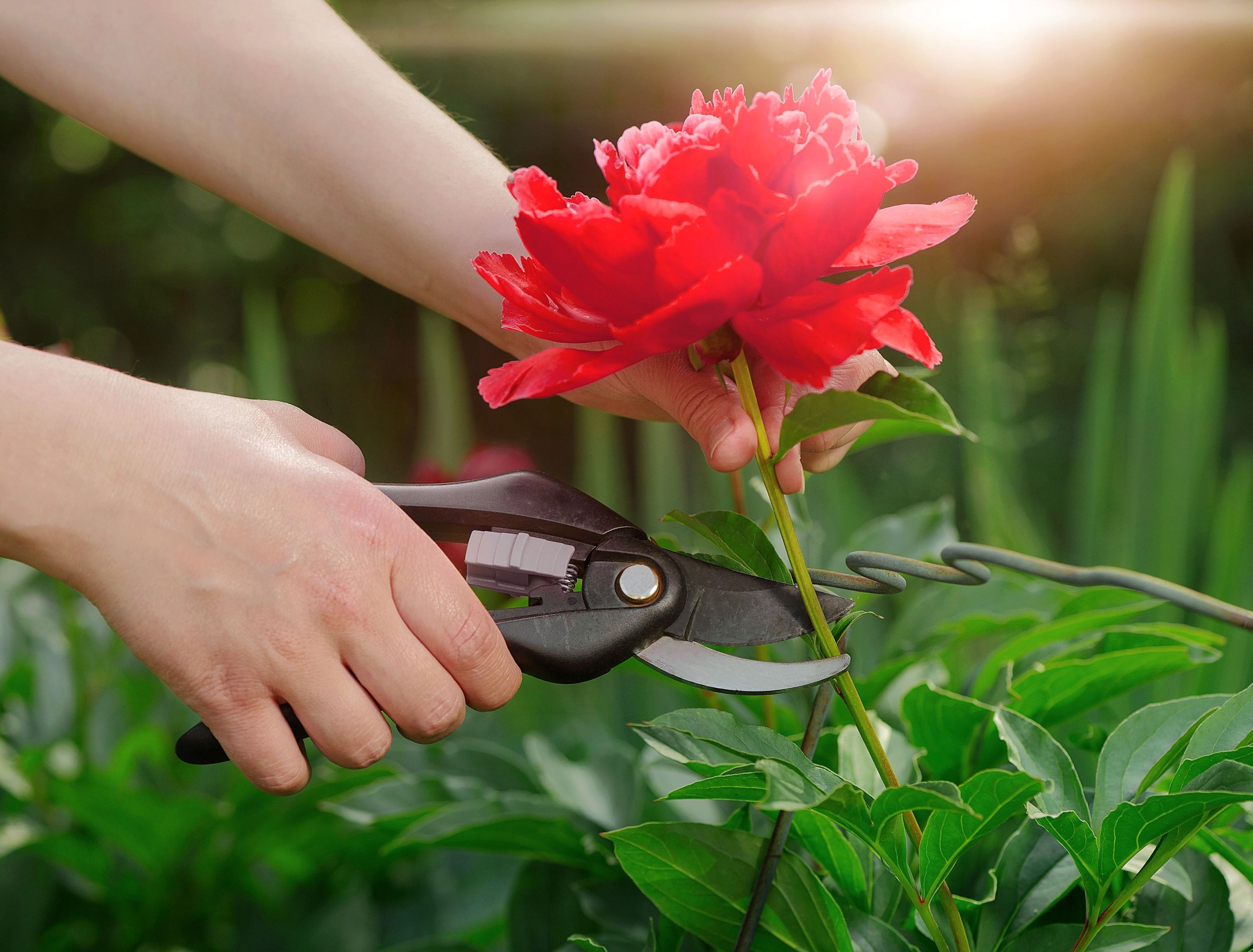 A woman gardener picks a large, beautiful red peony in the summer garden with a pair of pruning shears. Collecting cut flowers