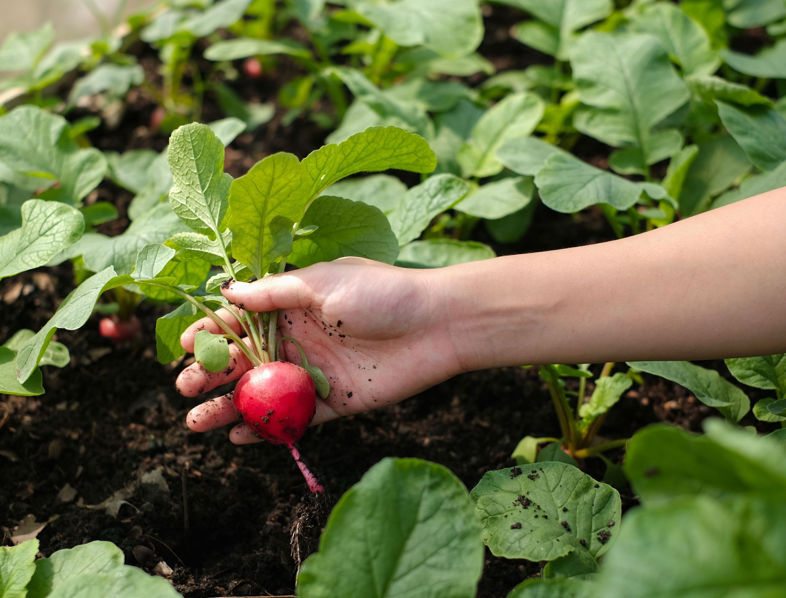 Gardener picking up a fresh red radish in an organic farm